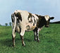 Pink Floyd Atom Heart Mother - Sealed UK CD album (CDLP) 88875170882