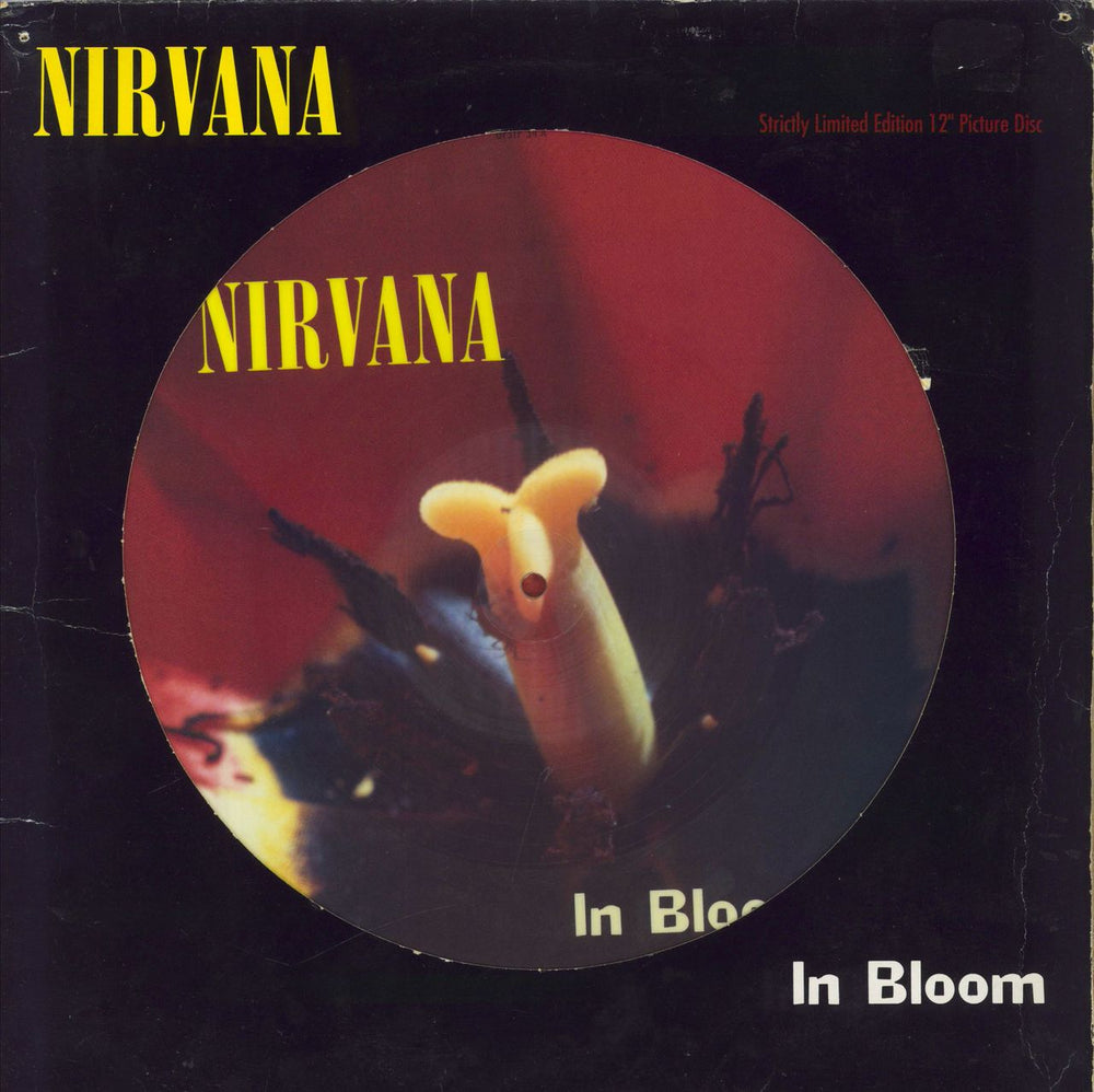 Nirvana (US) In Bloom UK 12" vinyl picture disc (12 inch picture record) GFSTP34